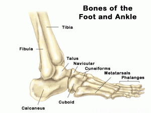 respektfuld aktivt samlet set Complete Guide For Ankle Anatomy - Complete Care