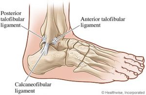 ankle anatomy problem physiotherapy 