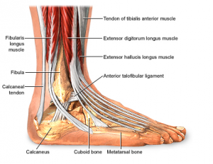 ankle anatomy problem