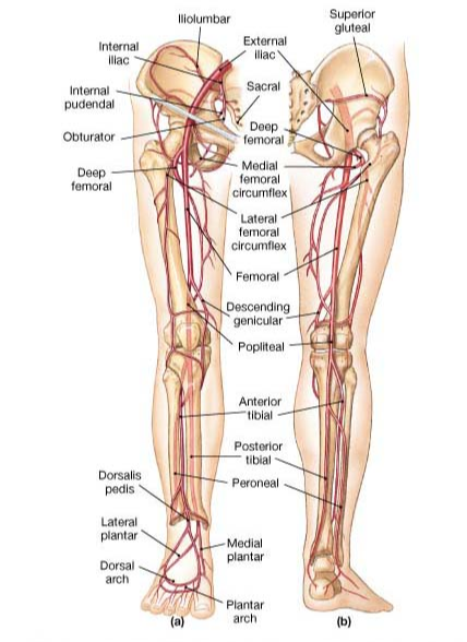 Complete Guide For Ankle Anatomy - Complete Care