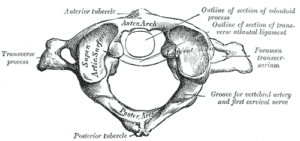 Atlas Anatomy
