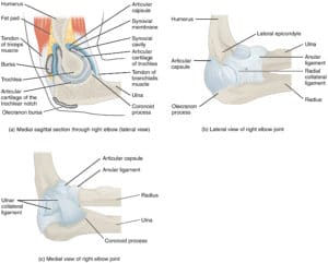 Joints of the Elbow Anatomy