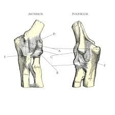 Ligaments of the Elbow Anatomy