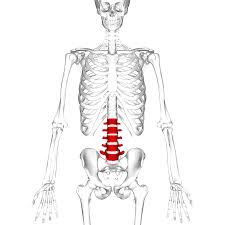 Lumbar vertebrae anterior spine