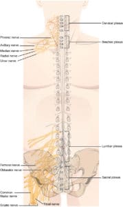Lumbar Spine Nerve