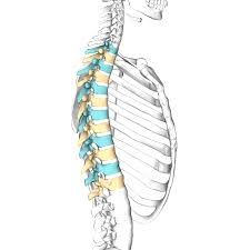 thoracic spine Bone