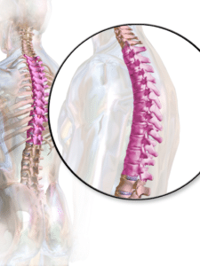 Thoracic Spine For Thoracic Disc