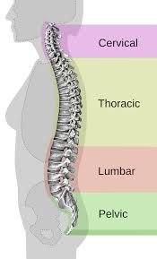 Thoracic Spine Spinal
