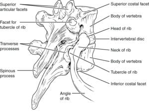 Thoracic Vertebra and Rib for thoracic disc