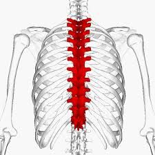 thoracic spine vertebrae 4
