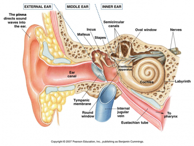 Inner Ear Vestibular Therapy Complete Care Physio